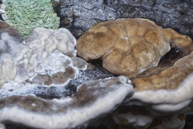 Yenilemez vahşi mantar parantezinin doku ve deseninin makro görüntüsü.