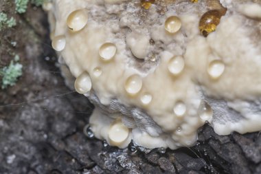 Yenilemez vahşi mantar parantezinin doku ve deseninin makro görüntüsü.