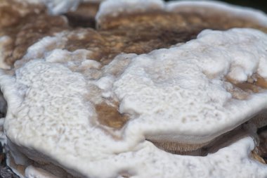 Yenilemez vahşi mantar parantezinin doku ve deseninin makro görüntüsü.