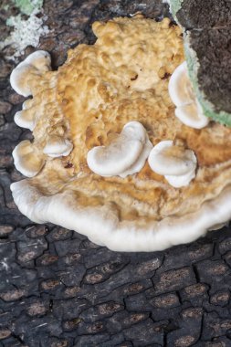 macro image of the texture and pattern of the inedible wild fungus bracket. clipart