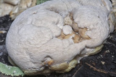 macro image of the texture and pattern of the inedible wild fungus bracket. clipart