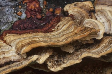 Yenilemez vahşi mantar parantezinin doku ve deseninin makro görüntüsü.