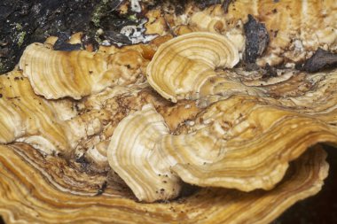 Yenilemez vahşi mantar parantezinin doku ve deseninin makro görüntüsü.