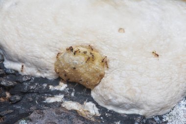 Yenilemez vahşi mantar parantezinin doku ve deseninin makro görüntüsü.