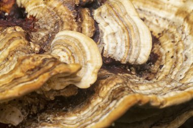 Yenilemez vahşi mantar parantezinin doku ve deseninin makro görüntüsü.