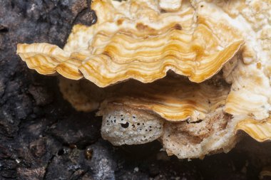 Yenilemez vahşi mantar parantezinin doku ve deseninin makro görüntüsü.