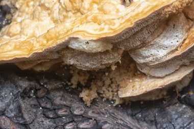 Yenilemez vahşi mantar parantezinin doku ve deseninin makro görüntüsü.