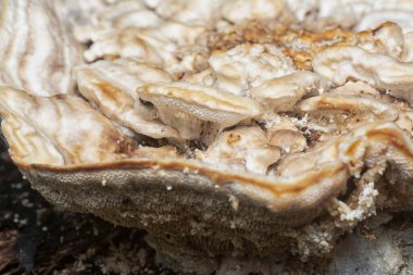 Yenilemez vahşi mantar parantezinin doku ve deseninin makro görüntüsü.