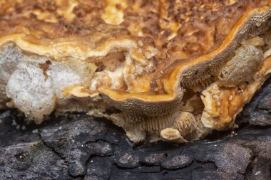 Yenilemez vahşi mantar parantezinin doku ve deseninin makro görüntüsü.