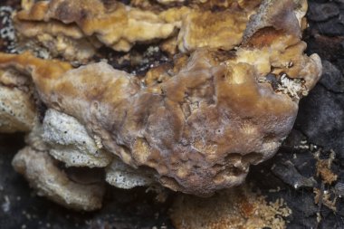 Yenilemez vahşi mantar parantezinin doku ve deseninin makro görüntüsü.