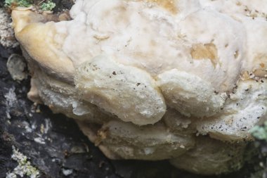 Yenilemez vahşi mantar parantezinin doku ve deseninin makro görüntüsü.