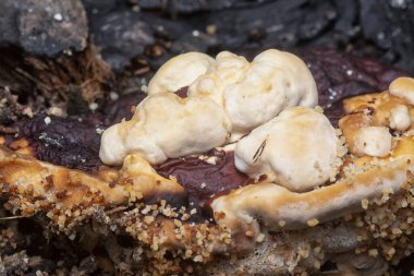 Yenilemez vahşi mantar parantezinin doku ve deseninin makro görüntüsü.