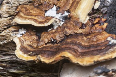 macro image of the texture and pattern of the inedible wild fungus bracket. clipart