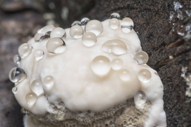 Yenilemez vahşi mantar parantezinin doku ve deseninin makro görüntüsü.