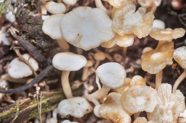 Çürüyen gövdeden çıkan başlık şeklindeki mantarlar.   