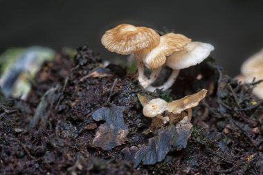 The wild head cap-shaped mushrooms sprouting out from the decaying trunk    clipart