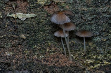 Çürüyen gövdeden çıkan başlık şeklindeki mantarlar.   