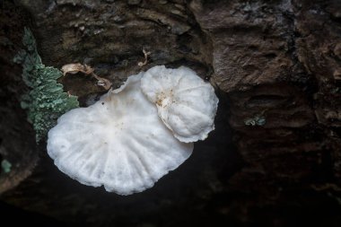 Çürüyen gövdeden çıkan başlık şeklindeki mantarlar.