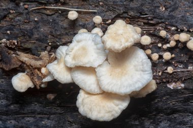 Çürüyen gövdeden çıkan başlık şeklindeki mantarlar.