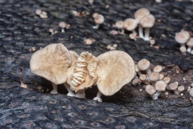 Çürüyen gövdeden çıkan başlık şeklindeki mantarlar.