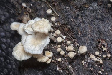 Çürüyen gövdeden çıkan başlık şeklindeki mantarlar.