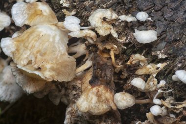 Çürüyen gövdeden çıkan başlık şeklindeki mantarlar.