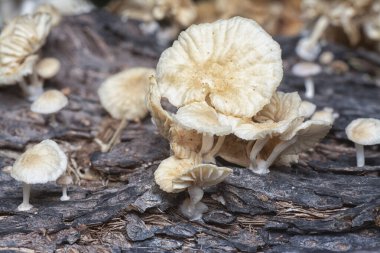 Çürüyen gövdeden çıkan başlık şeklindeki mantarlar.