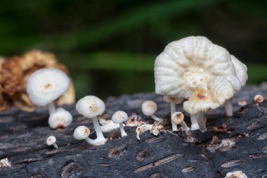 Çürüyen gövdeden çıkan başlık şeklindeki mantarlar.