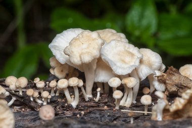 Çürüyen gövdeden çıkan başlık şeklindeki mantarlar.