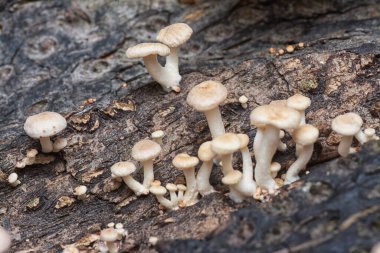Çürüyen gövdeden çıkan başlık şeklindeki mantarlar.