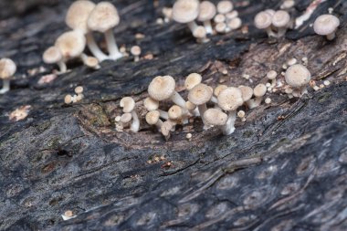 Çürüyen gövdeden çıkan başlık şeklindeki mantarlar.