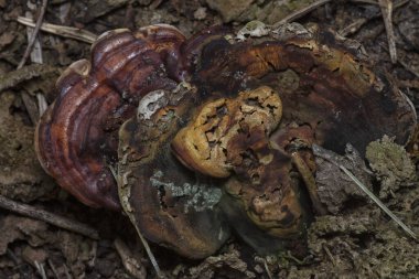 The wild head cap-shaped mushrooms sprouting out from the decaying trunk clipart