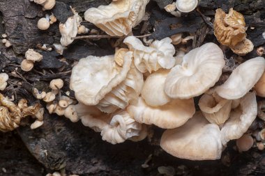 Çürüyen gövdeden çıkan başlık şeklindeki mantarlar.