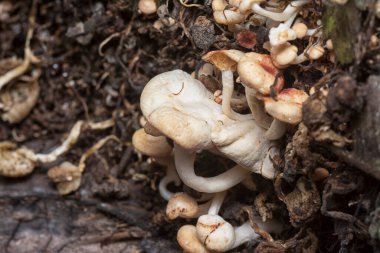 The wild head cap-shaped mushrooms sprouting out from the decaying trunk clipart