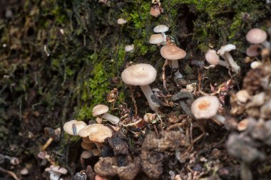 The wild head cap-shaped mushrooms sprouting out from the decaying trunk clipart