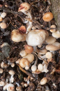 The wild head cap-shaped mushrooms sprouting out from the decaying trunk clipart