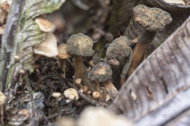 The wild head cap-shaped mushrooms sprouting out from the decaying trunk clipart