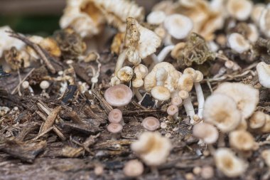 The wild head cap-shaped mushrooms sprouting out from the decaying trunk clipart