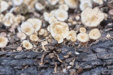 Çürüyen gövdeden çıkan başlık şeklindeki mantarlar.