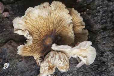 The wild head cap-shaped mushrooms sprouting out from the decaying trunk clipart