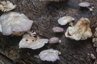 Çürüyen gövdeden çıkan başlık şeklindeki mantarlar.