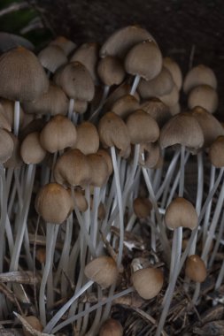 Çürüyen gövdeden çıkan başlık şeklindeki mantarlar.