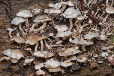 Çürüyen gövdeden çıkan başlık şeklindeki mantarlar.