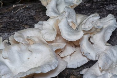 Çürüyen gövdeden çıkan başlık şeklindeki mantarlar.