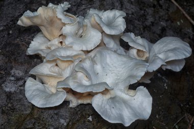 Çürüyen gövdeden çıkan başlık şeklindeki mantarlar.