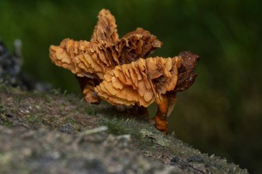 Çürüyen gövdeden çıkan başlık şeklindeki mantarlar.