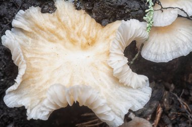 Çürüyen gövdeden çıkan başlık şeklindeki mantarlar.