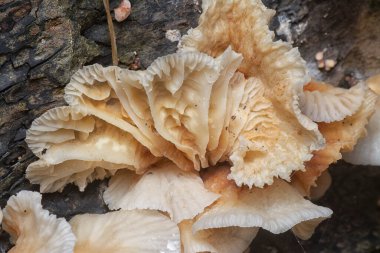 Çürüyen gövdeden çıkan başlık şeklindeki mantarlar.