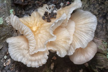 Çürüyen gövdeden çıkan başlık şeklindeki mantarlar.