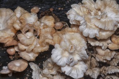 Çürüyen gövdeden çıkan başlık şeklindeki mantarlar.